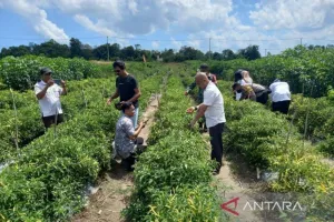 Lahan Bekas Tambang Timah di Babel Disulap Jadi Lahan Pertanian dan Peternakan.