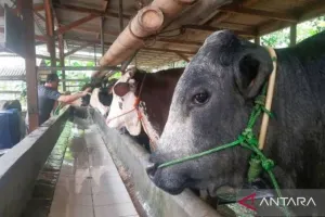 Percepat Populasi Sapi Berk...