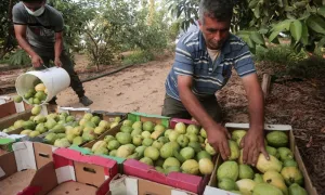 Petani Gaza Garap Pertanian di Sisa Lahan Konflik