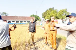 176 Hektare Sawah Garut Puso Total, Dispertan Turun Tangan Janjikan Bantuan Benih