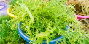 Rumput Laut RI Berpotensi Jadi Andalan Ekonomi