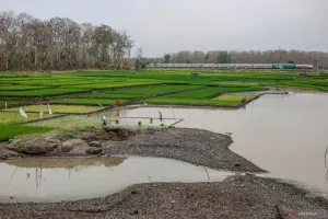 BMKG: Masuknya Musim Hujan Akhiri Kekeringan meski El Nino Bertahan hingga 2027