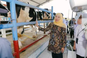 Gubernur Khofifah Dorong Pr...