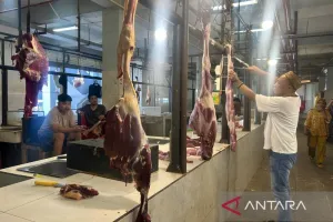 Harga Daging Sapi di Gorontalo Stabil Rp150 Ribu Per Kilogram