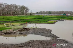 Kabar Baik! Musim Hujan Akhiri Kekeringan, El Nino Ternyata Bertahan sampai 2027 