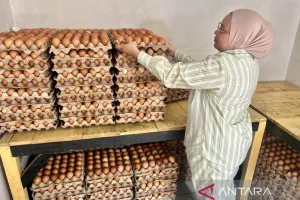 Meski Harga Telur di Gorontalo Turun, Permintaan Pangan Tetap Terjaga