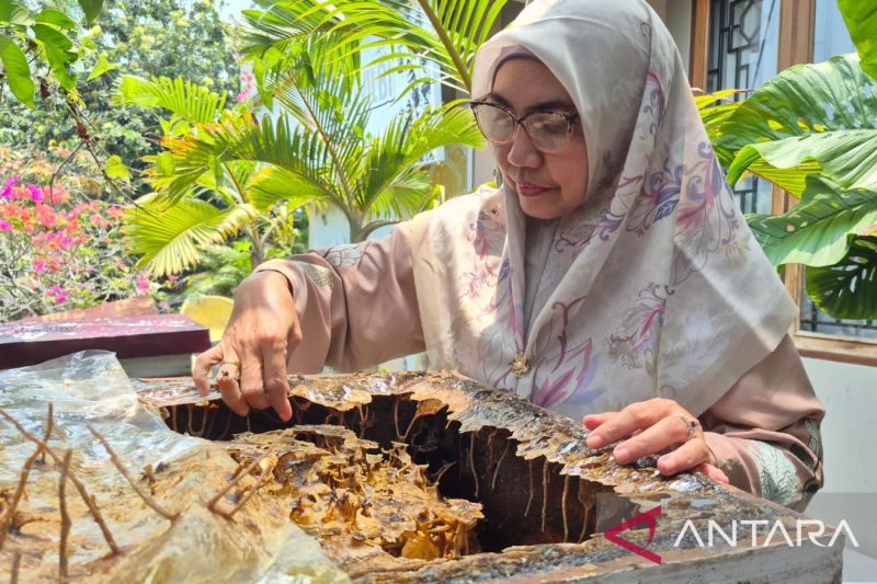 Bisnis Madu Tawarkan Ekonom...