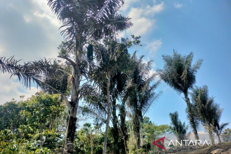 Cuma dalam 6 Bulan, Produksi Gula Aren Rejang Lebong Capa...