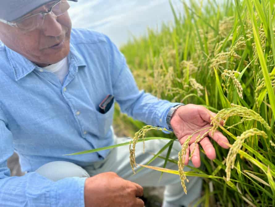 Hadapi Kemarau Ekstrem, Petani Jepang Beralih ke Varietas Padi Tahan Panas 