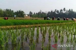 Karawang Andalkan Tabela, T...
