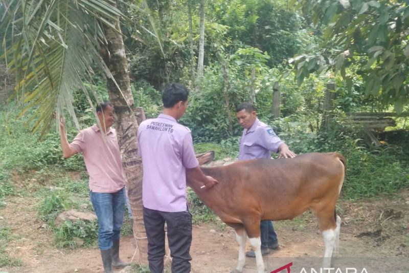 Sawahlunto Gencarkan Vaksin PMK Tahap II untuk Hewan Tern...