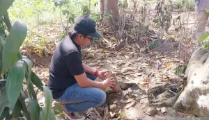 Situs Pocangan Cagar Budaya Jember Kebobolan! 2 Batu Yoni Era Sebelum Majapahit Raib Dicuri
