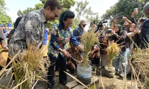 Padi Tumbuh di Galon Bekas, Warga Wirobrajan Kembangkan Pertanian Terpadu