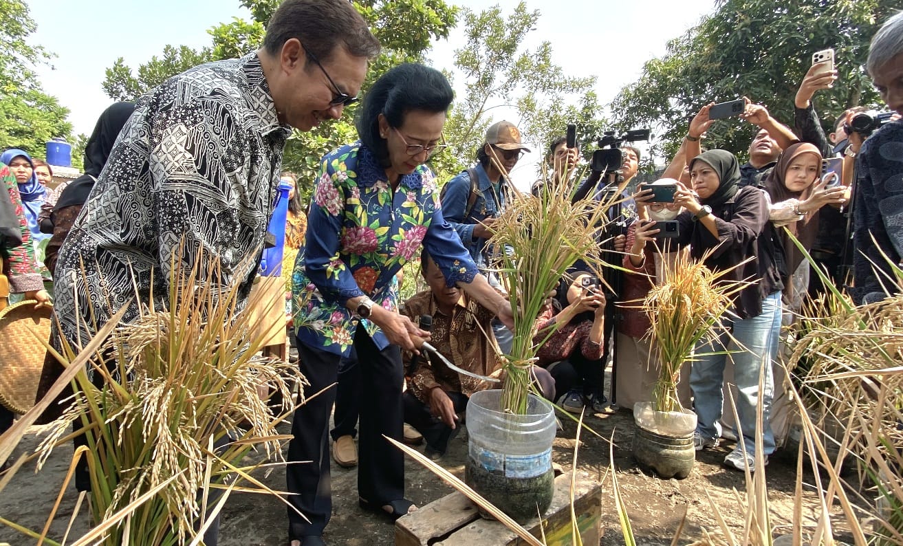 Padi Tumbuh di Galon Bekas, Warga Wirobrajan Kembangkan P...