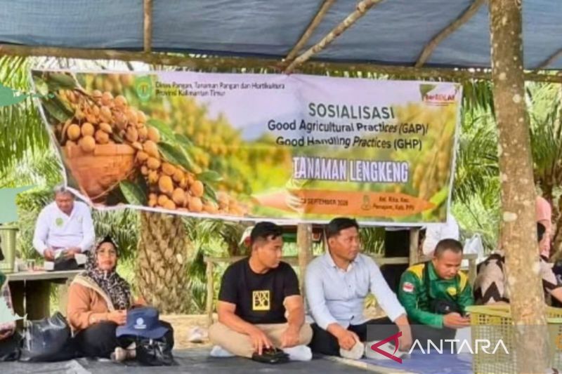 DPTPH Kaltim Bekali Petani PPU Teknik Pascapanen Lengkeng...