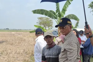 Kekeringan Melanda Sawah, Menteri PU Tetap Optimistis Swasembada Pangan 2026 Tercapai