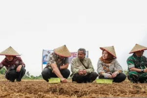 Pemkab Deli Serdang Kembangkan Bawang Merah di Kecamatan Namorambe