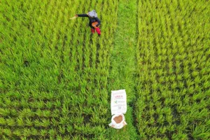 Petani Jadi Prioritas! Pupuk Indonesia Pastikan Pupuk Tetap Terjangkau