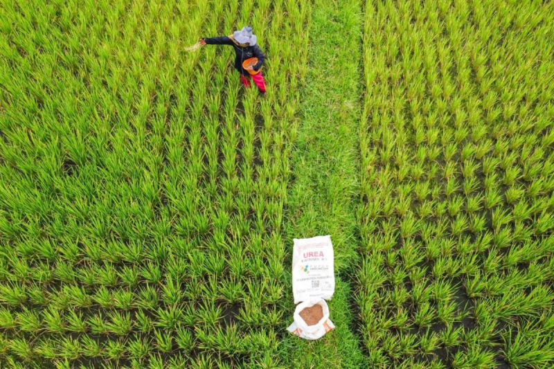 Petani Jadi Prioritas! Pupuk Indonesia Pastikan Pupuk Tet...