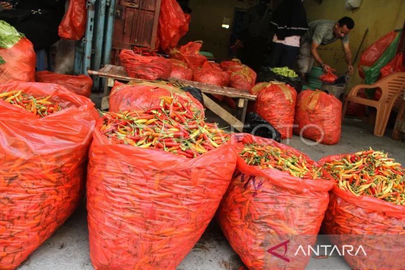 Bikin Emak-emak Resah! Harga Cabai Naik Terus akibat El Nino