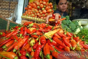 Cabai Makin Mahal, El Nino Bikin Harga di Sulsel Tak Terkendali