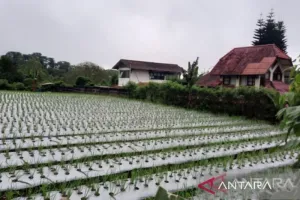 DKP3 Depok: Pengembangan Budi Daya Cabai Dukung Ketahanan Pangan