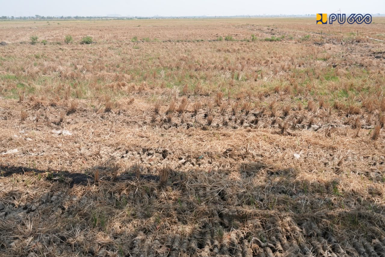 Kekeringan dan Rob Hantam Demak, 124 Hektare Sawah di Kekeringan Parah