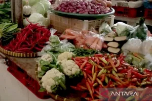 Kurang Pasokan, Harga Beber...