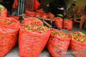 Plt Kadis Pangan Sulsel Sebut Harga Cabai Terus Naik akibat El Nino