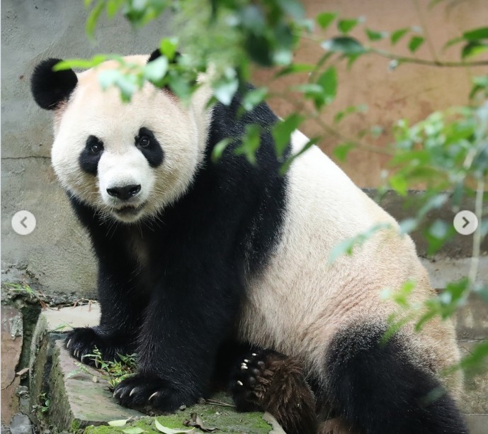 Xi Jinping Kirim Dua Panda ke Kebun Binatang Atlanta sebagai Duta Persahabatan Tiongkok-AS