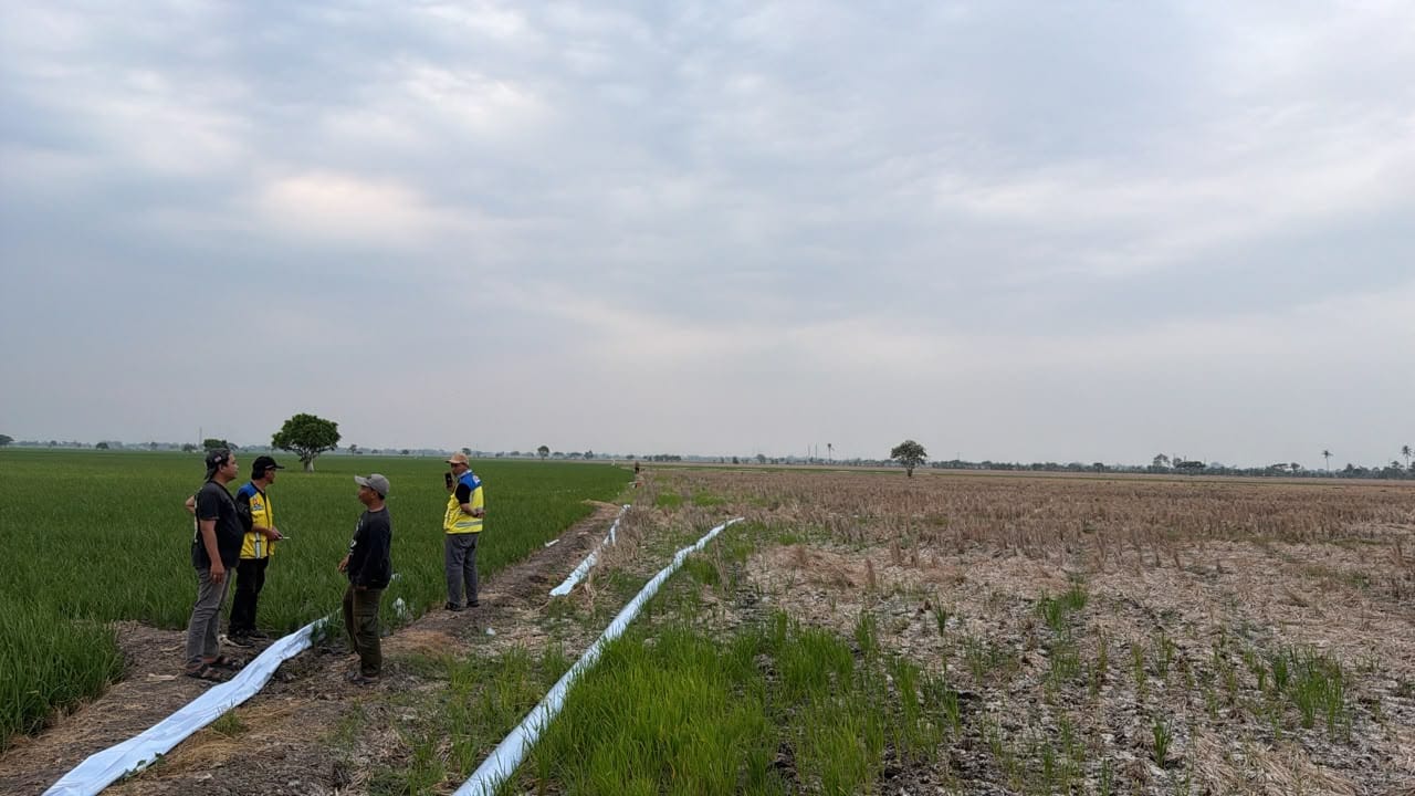 600 Hektar Sawah di Bekasi Kekeringan, KemenPU Operasikan 3 Pompa 