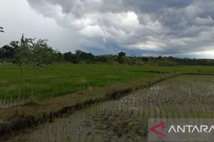 Dinas Pertanian Babel Intensifkan Kelola 22.561,38 Hektare Sawah