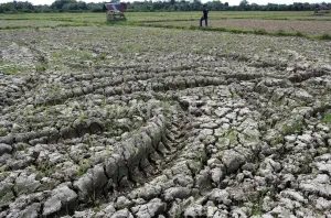 Pakar UGM: Diversifikasi Pangan Penting Hadapi Penguatan El Nino