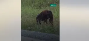 BKSDA Kaltim Evakuasi dan Lepasliarkan Orang Utan Viral ke Hutan Kehje Sewen 