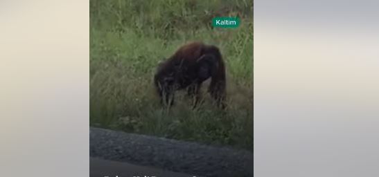 BKSDA Kaltim Evakuasi dan Lepasliarkan Orang Utan Viral ke Hutan Kehje Sewen 