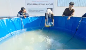 Canggih, UTM Bawa Teknologi IoT dan Bioflok ke Desa, Urus Kolam Lele Kini Cukup Lewat Ponsel