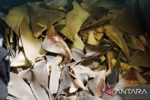 103,65 Kg Sirip Hiu Kering Dikirim dari Ambon ke Manado, BKHIT Maluku Lakukan Pengawasan.
