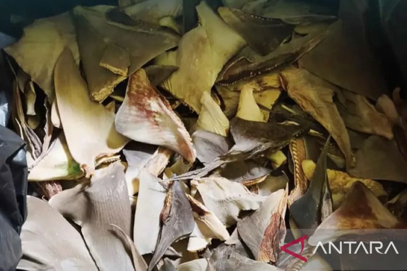 103,65 Kg Sirip Hiu Kering Dikirim dari Ambon ke Manado, ...
