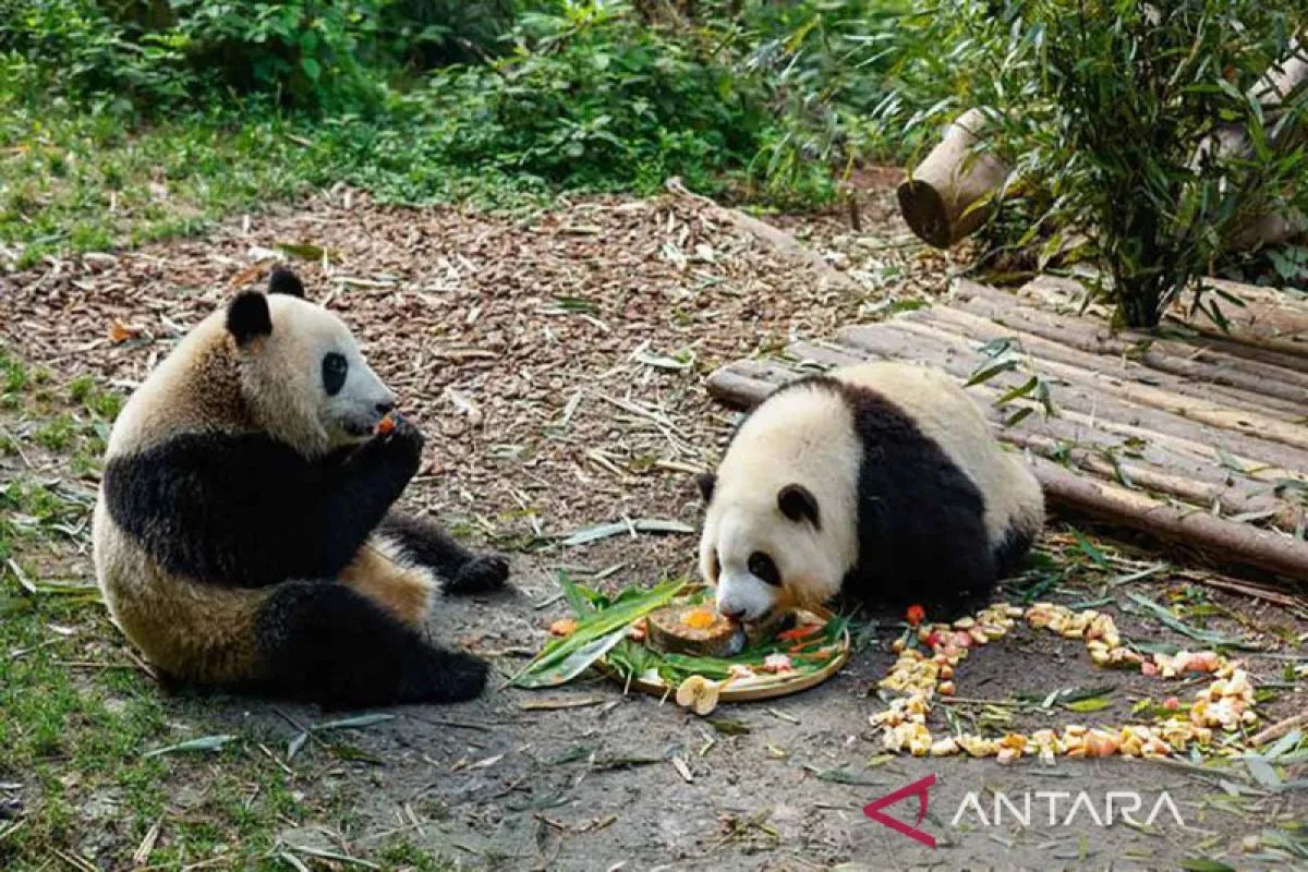 Bikin Gemas! Panda Raksasa Kembar Kelahiran Jepang Tampil...