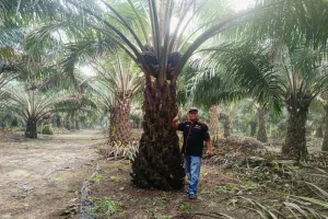 Harga TBS Kelapa Sawit Petani Riau Turun Jadi Rp3.866,97 Per Kilogram
