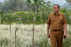 Hujan Mulai Turun, Dispertan Garut Berharap Sawah Kekeringan Kembali Terselamatkan.