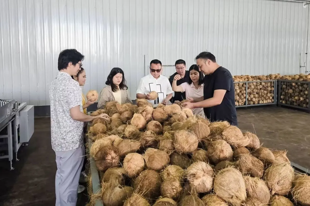 Pemkab Morowali Utara Manfaatkan Peluang Lapangan Kerja Baru Industri Kelapa
