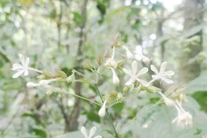 Sangat Langka! Flora Jenis ...