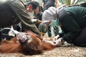 Terjebak Asap Karhutla, Orang Utan di Palangka Raya Akhirnya Berhasil Dievakuasi
