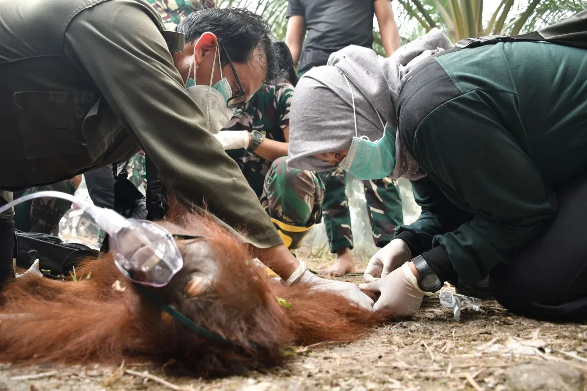 Terjebak Asap Karhutla, Orang Utan di Palangka Raya Akhir...