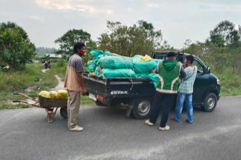 Tingkatkan Produksi Pertanian, Pemerintah Kabupaten Natuna Serahkan Bantuan 2,3 Ton Benih Padi 