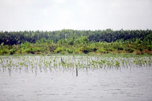 Delta Mahakam, Perairan dan Hutan Mangrove yang Kaya Kehidupan