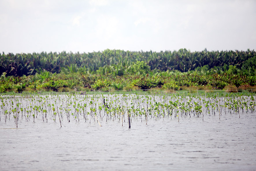 Delta Mahakam, Perairan dan Hutan Mangrove yang Kaya Kehi...