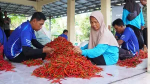 Lelang Digital Cabai Dorong Harga Lebih Transparan bagi Petani Bantul