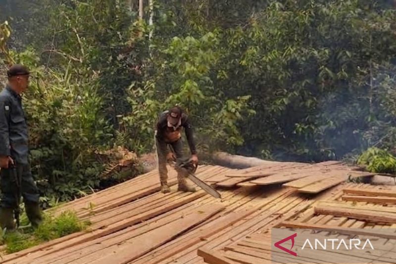 Pembalakan Liar di TN Berbak-Sembilang Terbongkar, Ratusa...